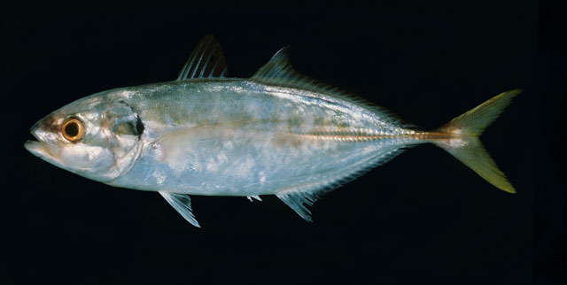 9game app-E鳍[的简单介绍-9game app